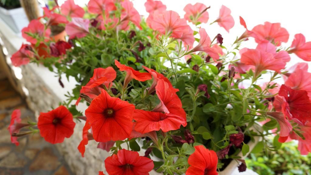 Apartments Red Rose Nin Zewnętrze zdjęcie