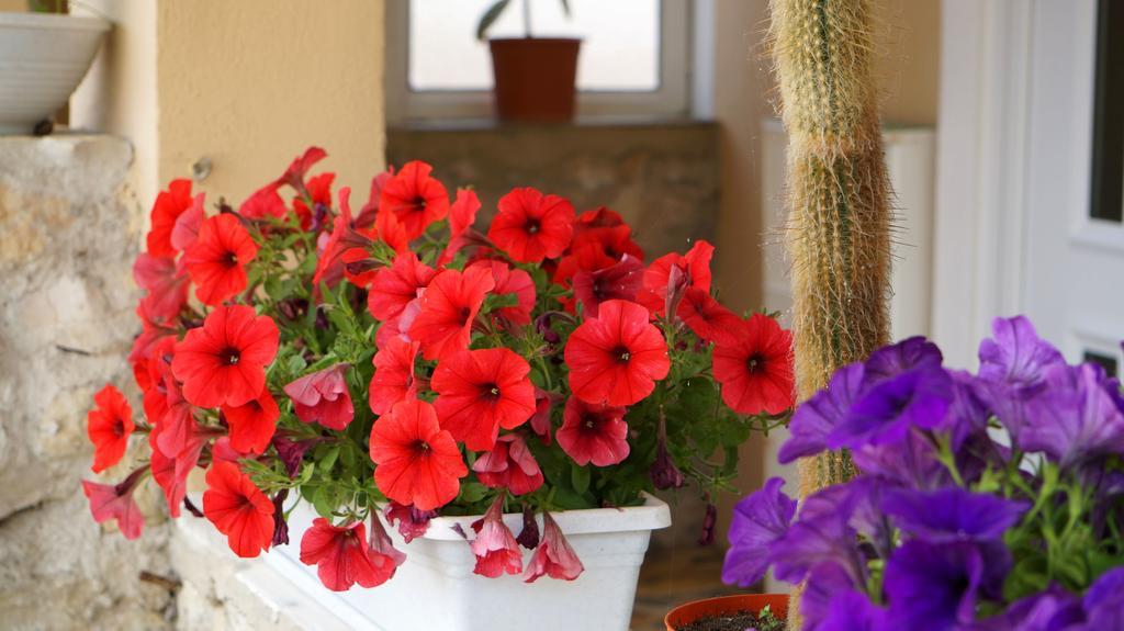 Apartments Red Rose Nin Zewnętrze zdjęcie