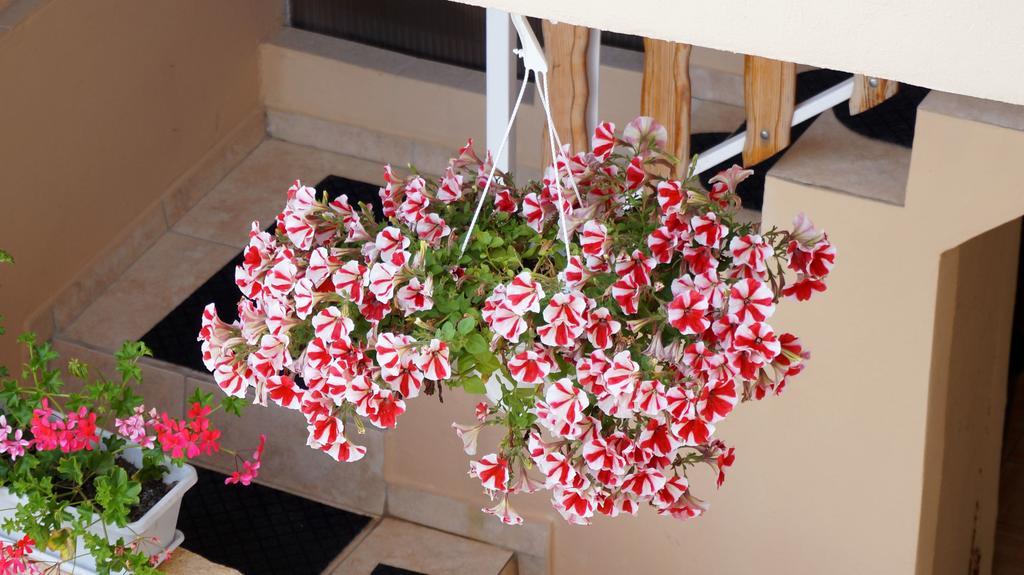 Apartments Red Rose Nin Zewnętrze zdjęcie